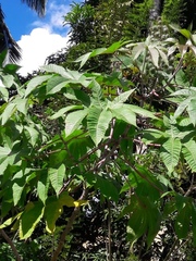 Ricinus communis