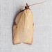 Western Avocado Leafroller Moth - Photo (c) Thomas Barbin, some rights reserved (CC BY-NC), uploaded by Thomas Barbin