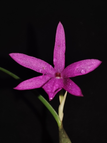 Isabelia violacea, photograph 2