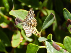 Epelis truncataria