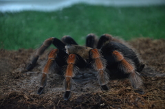 Brachypelma boehmei