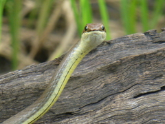Psammophis orientalis