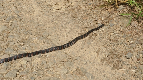 Fat Ground Snake