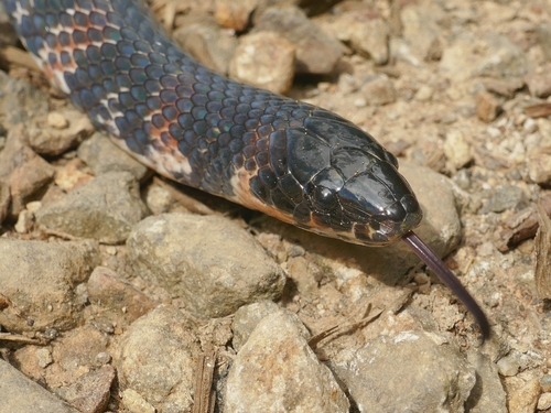 Fat Ground Snake