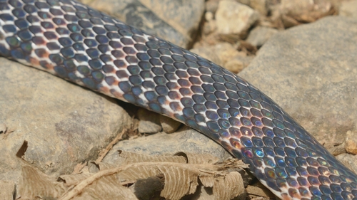 Fat Ground Snake