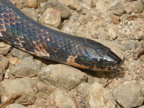 Fat Ground Snake
