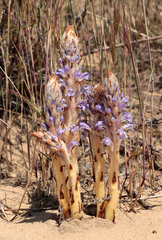 Orobanche coerulescens