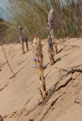 Orobanche coerulescens
