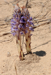 Orobanche coerulescens