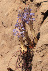 Orobanche coerulescens