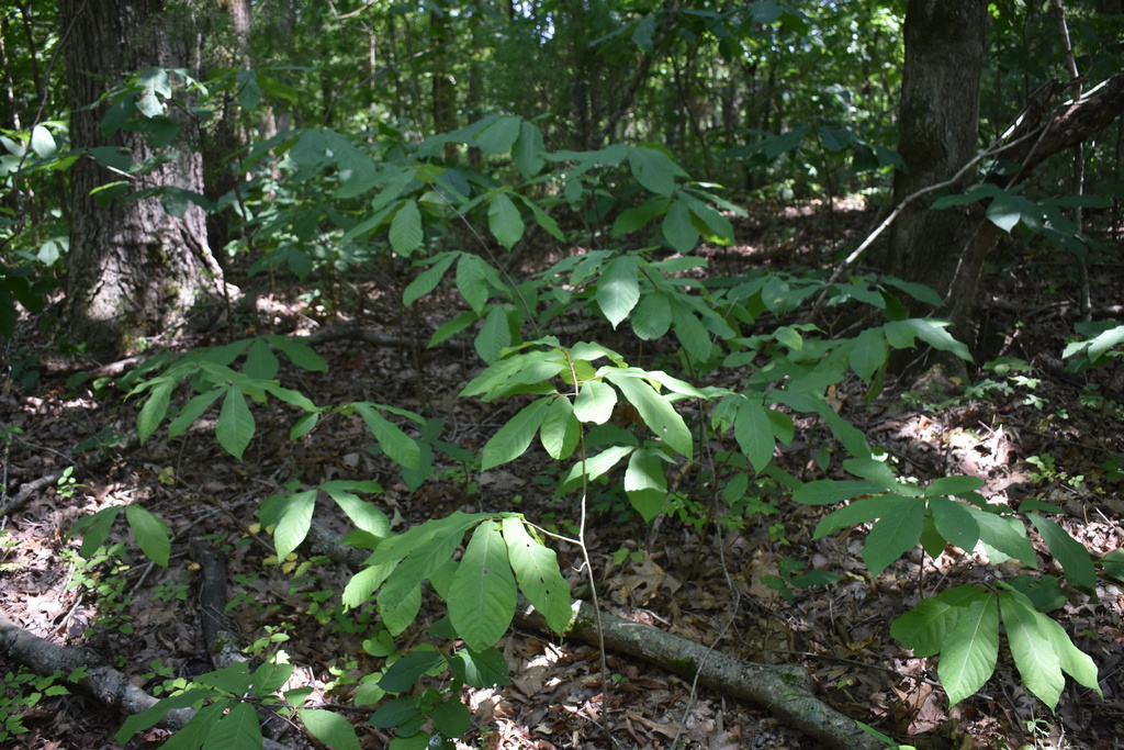 common pawpaw from Robertson County, TN, USA on July 24, 2023 at 01:44 ...