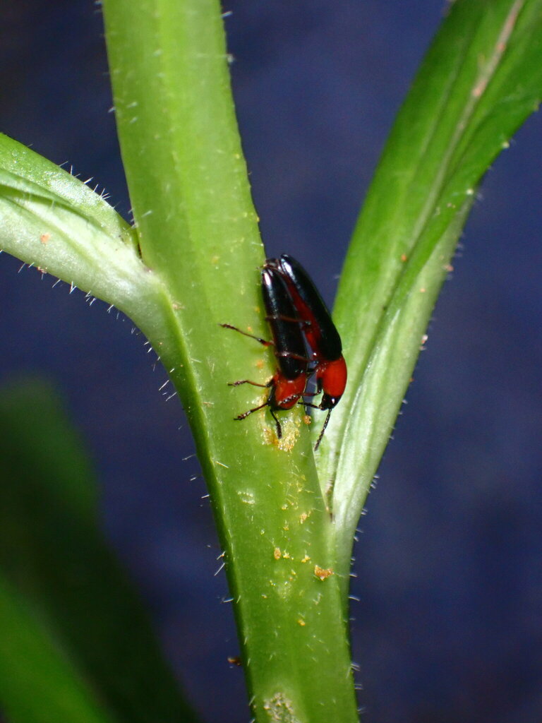 Languria angustata in July 2023 by Caleb Wardlaw. can't find a good ...