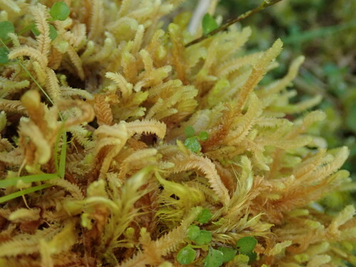 Cryptolophocolea mitteniana var. mitteniana