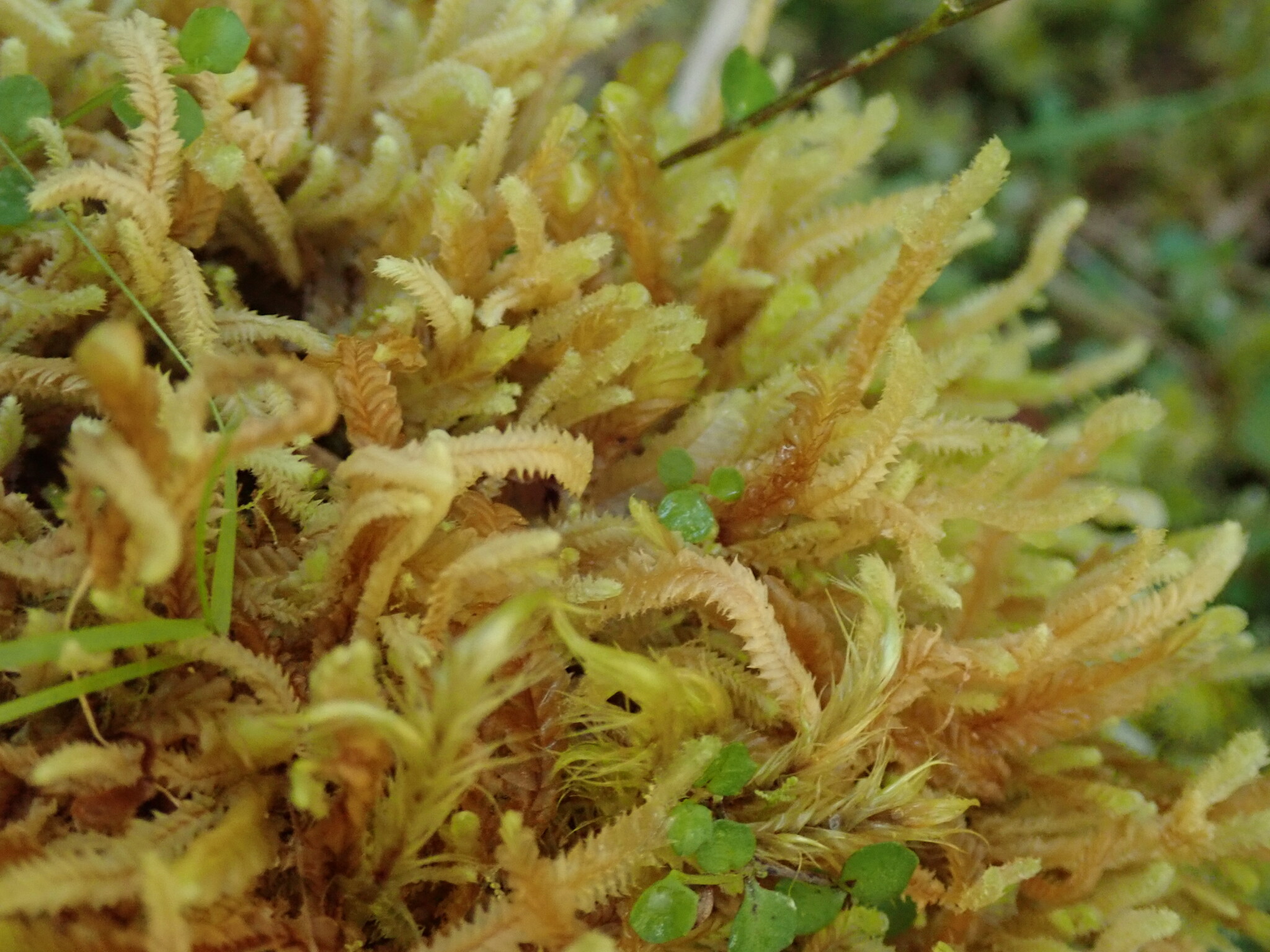 Cryptolophocolea mitteniana var. mitteniana