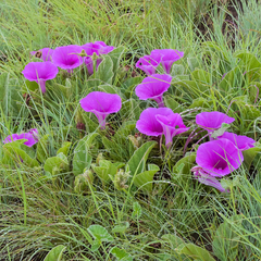 Ipomoea pellita