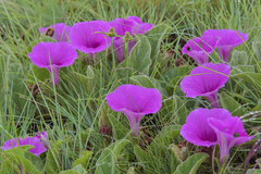 Ipomoea pellita