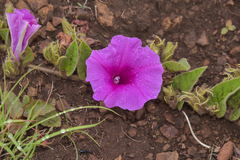 Ipomoea pellita