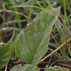 Ipomoea pellita