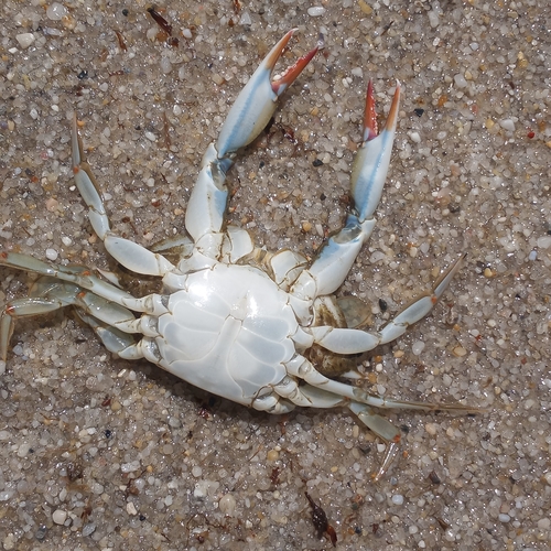 Blue Crab