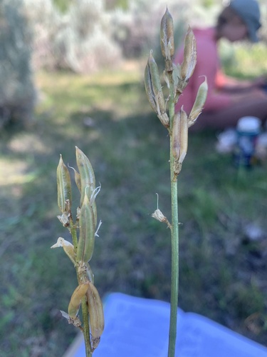 hangingpod milkvetch (Astragalus atropubescens)