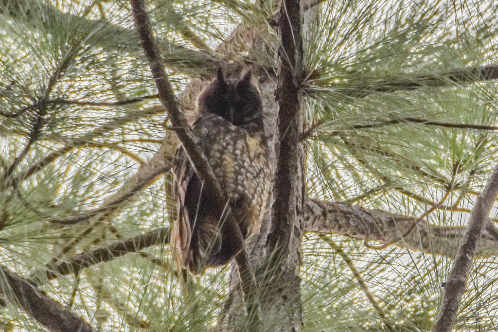 Cuban Stygian Owl
