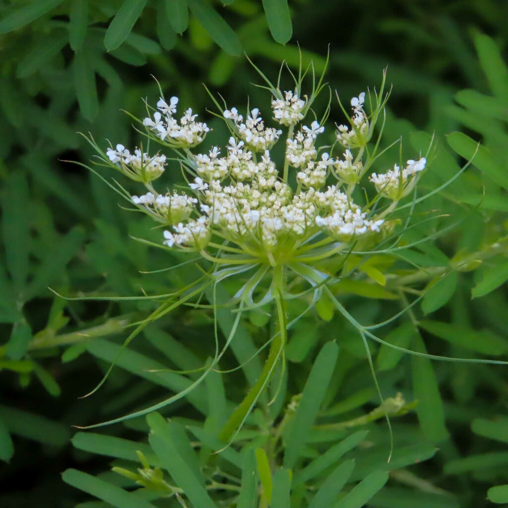 Wild Carrot From Fairfax County VA USA On July 22 2023 At 07 09 AM   Large 