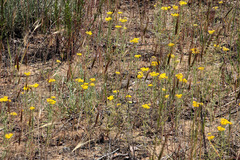 Achillea micrantha