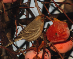 Haemorhous mexicanus