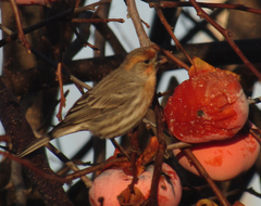Haemorhous mexicanus