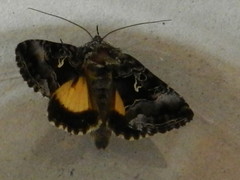 Syngrapha microgamma