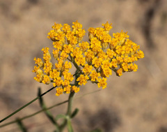 Achillea micrantha