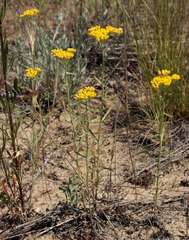 Achillea micrantha