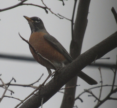 Turdus migratorius