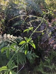 Cyphostemma simulans