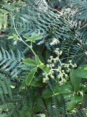 Cyphostemma simulans