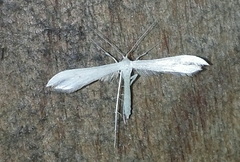 Hellinsia homodactylus