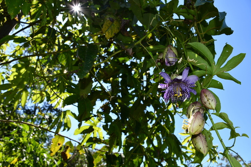 Image of Passiflora serratodigitata by (c) Vincent A. Vos, some rights reserved (CC BY)