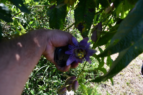 Image of Passiflora serratodigitata by (c) Vincent A. Vos, some rights reserved (CC BY)