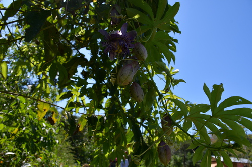 Image of Passiflora serratodigitata by (c) Vincent A. Vos, some rights reserved (CC BY)