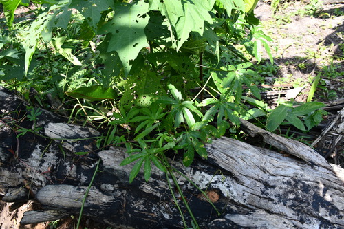 Image of Passiflora serratodigitata by (c) Vincent A. Vos, some rights reserved (CC BY)
