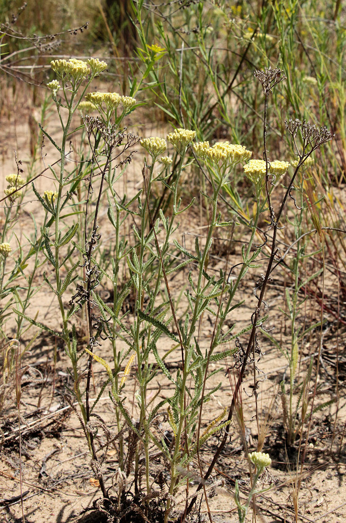 Achillea × submicrantha
