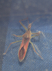 Zelus renardii