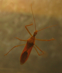 Zelus renardii