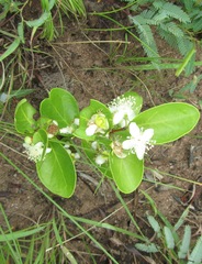 Eugenia albanensis