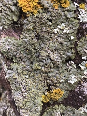 Phaeophyscia hirsuta