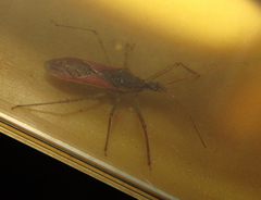 Zelus renardii