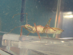 Zelus renardii