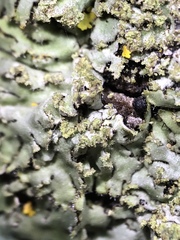 Phaeophyscia hirsuta