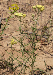 Achillea × submicrantha