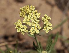 Achillea × submicrantha